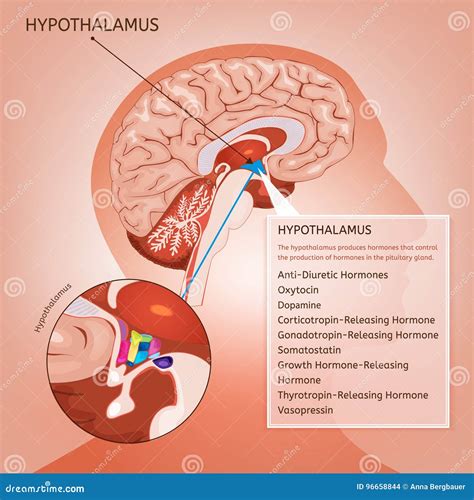 hypothalamus vector image stock vector illustration  diagram