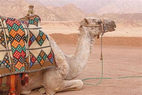 camel pattern stock  images  backgrounds