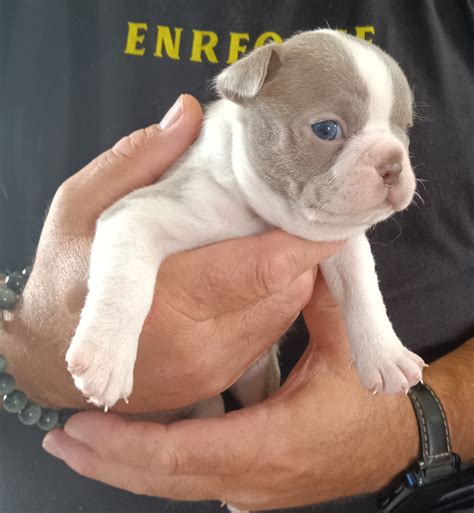 Purebred Boston terrier puppies | America's Pet Registry