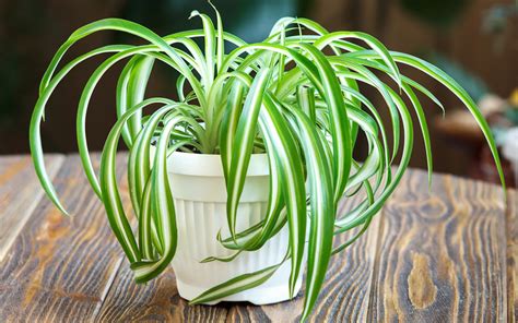 spider plant care tips    care   spider plant