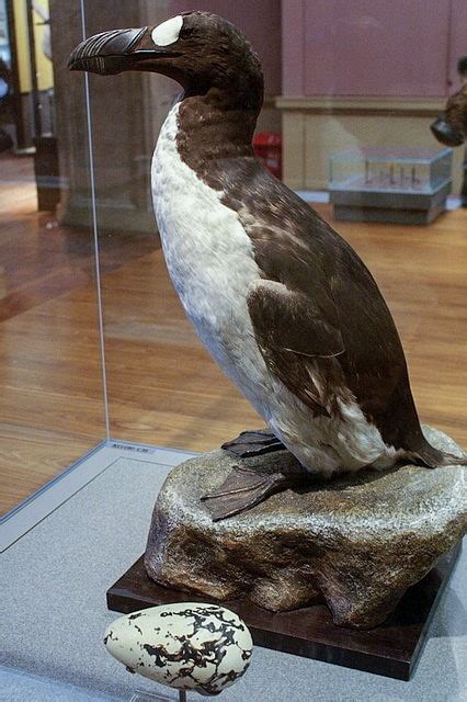 Great Auk † – birdfinding.info