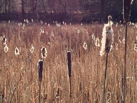 tanah rawa foto stok  gambar  alam awan langit