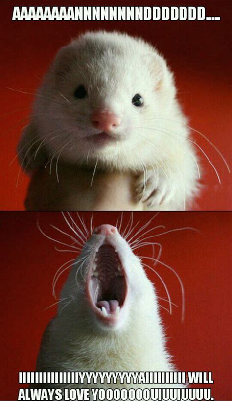 funny pictures  todays internet