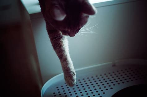 Narrow, Long, & Slim Litter Boxes: For Extra Awkward, Tight Spaces