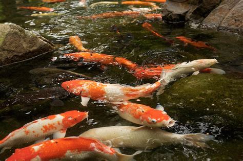 3 étapes pour convertir un bassin en aquaponie | Aquaponie.net