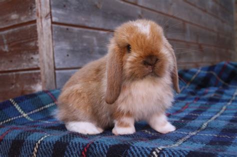 Breeds Rabbit: Mini Lop Rabbit