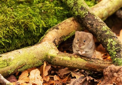 Bank vole — Mammal Society
