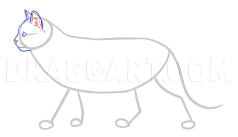 how to draw wild cats