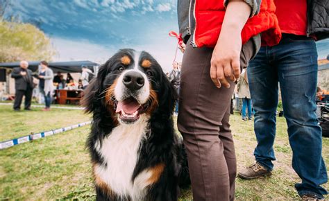 Here are 11 Swiss "laws" that are weird and wacky