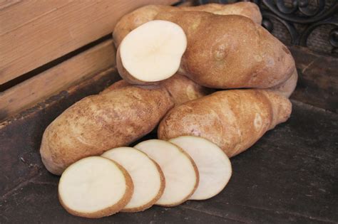 Russet Burbank Potato | Filaree Organic Seed Farm