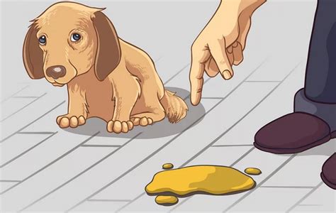 Недержание мочи у собаки: причины и лечение у щенка и взрослого питомца ...