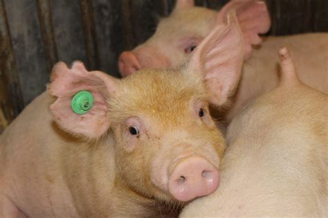 Benefits of cortisol against weaning stress - Pig Progress