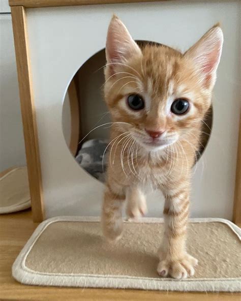 uwu : r/Kitten