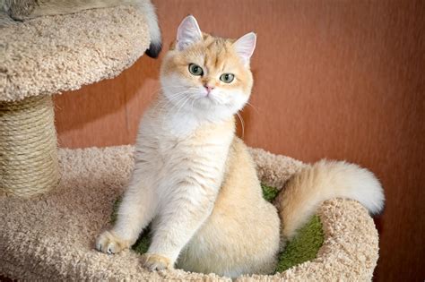 Котенок девочка британская короткошерстная (британка) черная золотая ...