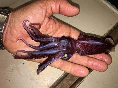 One week aboard the RRS James Clark Ross: Vampire squid, sperm whales ...