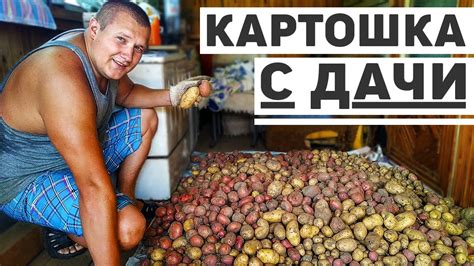 Дачная жизнь! Первый урожай картошки и озеро в нашем СНТ. - YouTube