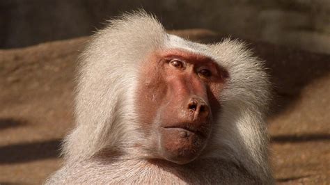 White Coated Baboon · Free Stock Photo