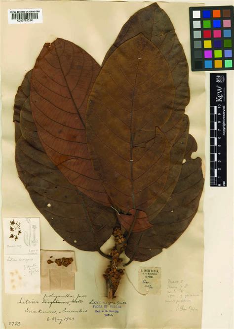 lectotype  litsea keralana kostermans