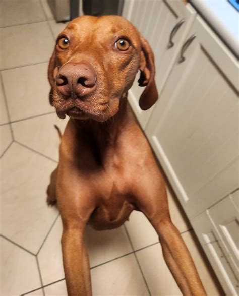 PetitionReform Australian Pet Guardianship/Co-Ownership Laws and