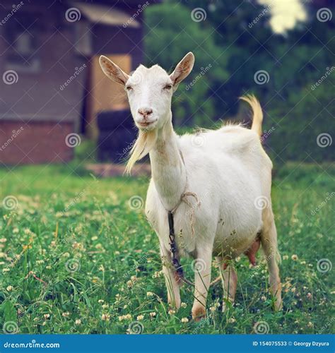 het witte geit standsing op de groene weide met buitenhuis op de