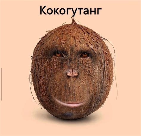 Pin by кулебяка on Смешные мемы | Monkeys funny, Really funny pictures ...