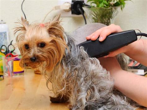 how to groom your dog with clippers