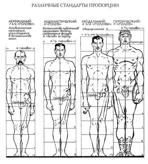 Разные стандарты пропорций тела человека | Изображения фигуры человека ...