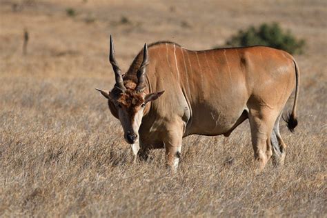 14 Wild Animals in Ivory Coast [Wildlife in Ivory Coast] - Kevmrc