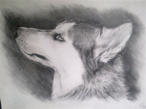 Рисунки животных
