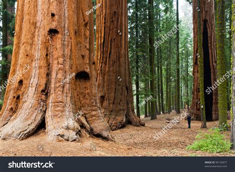 giant sequoia sequoia np stock photo edit