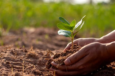 DGB | Forest Guardians | Plant your tree