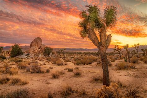 California Desert Sunrise - Joshua Tree HD Wallpaper