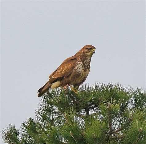 Une buse variable ? photo et image | animaux, animaux sauvages, oiseaux ...