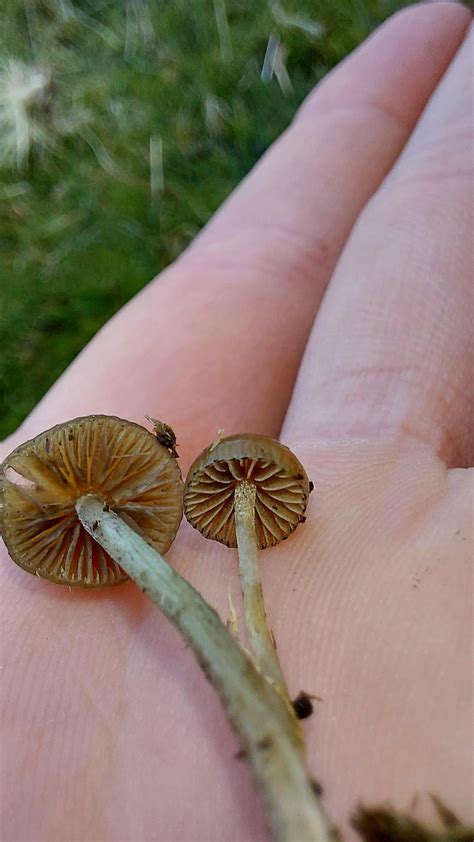 Psilocybe fimetaria found today in North West England, UK. 15°c Day - 9 ...