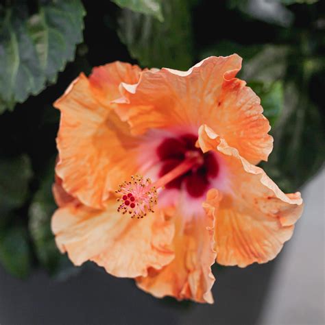 39 Rose Of Sharon Gardening Tips And Facts - Green Packs
