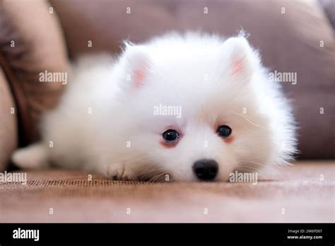pom spitz puppies