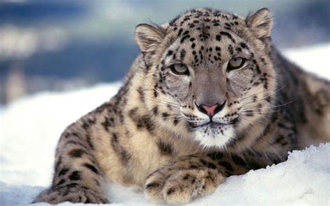 Scary Snow Leopard Wallpapers | HD Wallpapers | ID #5023