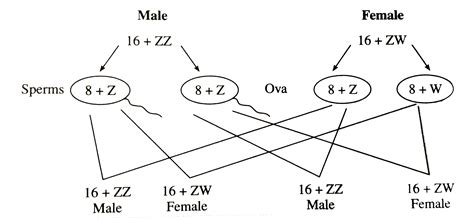 Explain the mechanism of Sex-determination in birds.