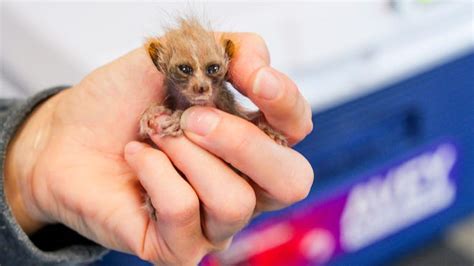 Memphis Zoo's tiny new addition is a venomous but adorable primate