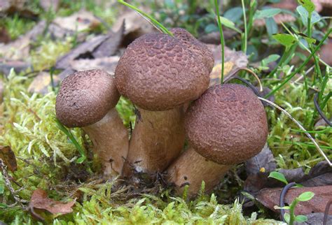Рядовка бородатая (Tricholoma vaccinum) фото и описание