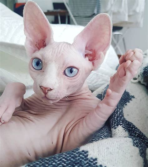 Meet Sphynx Cats – The Most Adorable Hairless Felines | Bored Panda