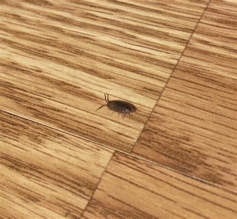 [WA] Slightly smaller than a rice grain : r/whatisthisbug