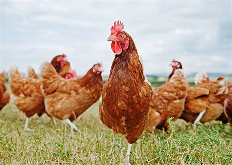 Looking After Chickens - Bank2home.com
