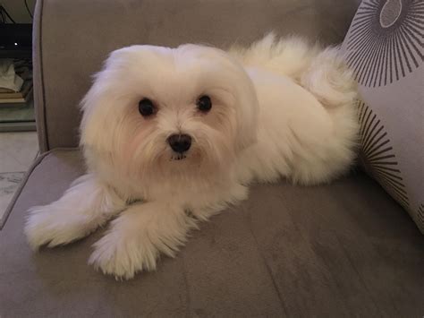 Pin on Maltese Dog Care