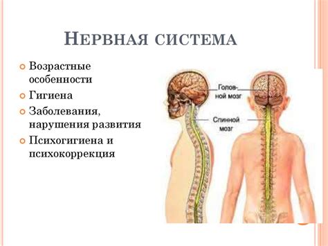 Нервная система - презентация онлайн