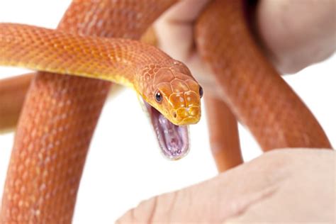 Facts About Snakes, Snake Facts for Kids, snake - thirstymag.com