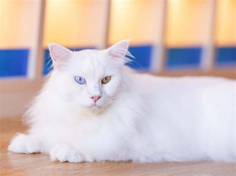 Gorgeous White Maine Coon Cat Can't Get Enough of New Baby Smell While