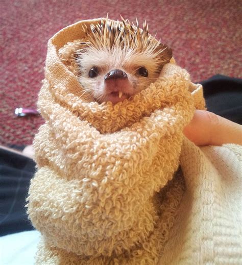 These 30 Cute Hedgehogs Will Kill You With Cuteness.
