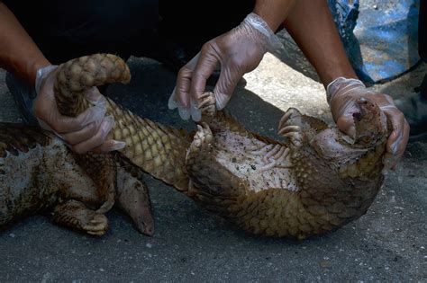 INDONESIA-ANIMAL-CONSERVATION-PANGOLINS - Eagle News