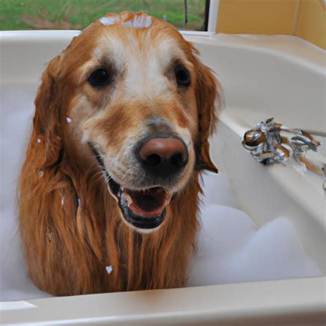 Golden Retriever Grooming: Tips and Tricks for a Healthy and Happy Pup